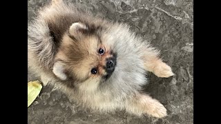 Simba Exploring food completely gone wrong | Cute Pomeranian puppy