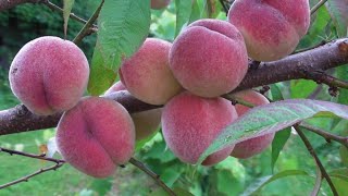 От урожая персиков ломаются ветки. Латвия.