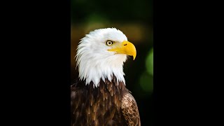 End Time Prophecy 101 Babylon the Great by Gary Petty