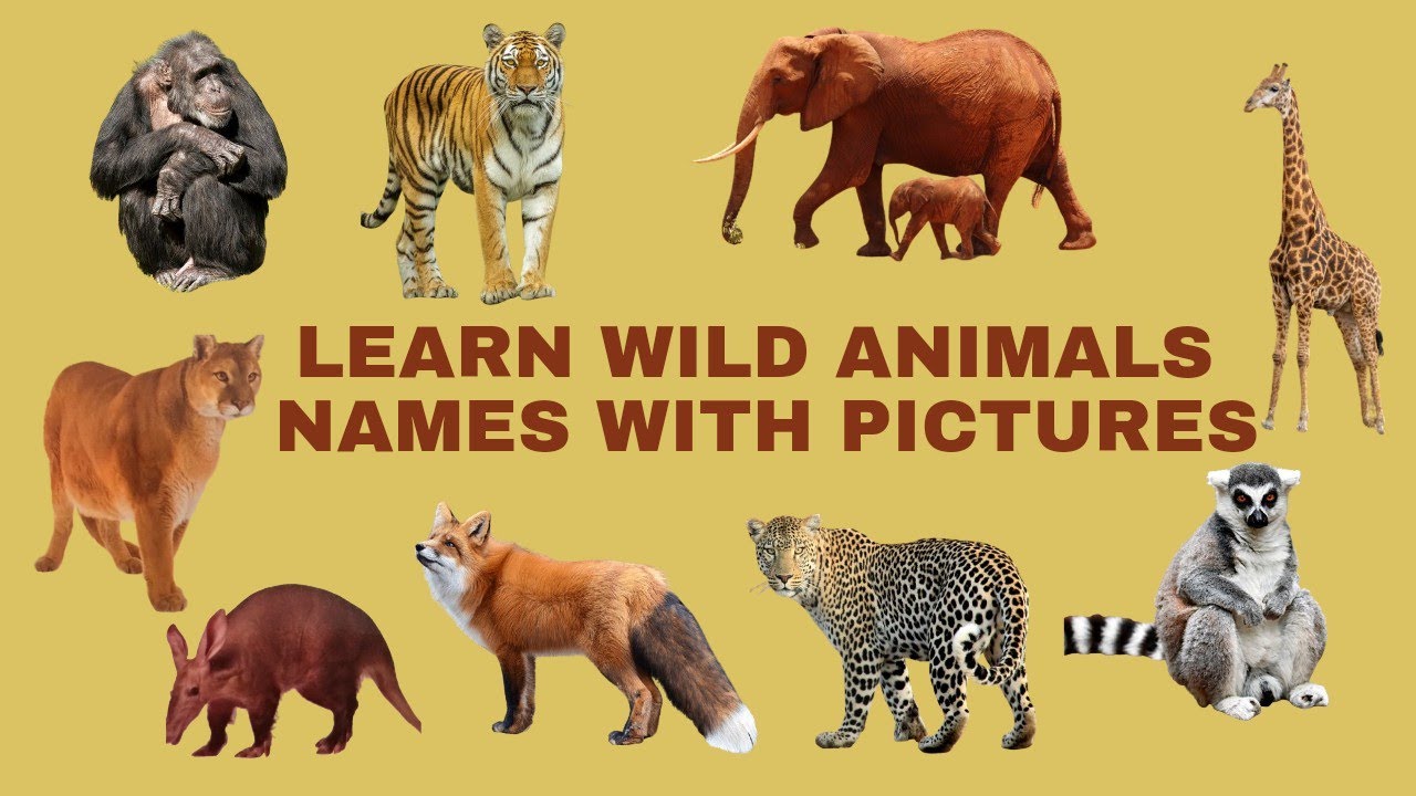 Wild Animals | Learn Wild Animals Names with Pictures - YouTube