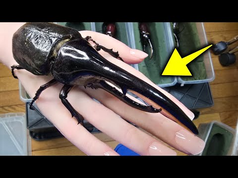 Childhood Dream] The largest beetle on Earth has hatched in