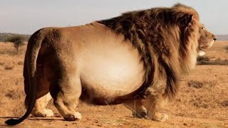 10 FATTEST Animals Ever Seen