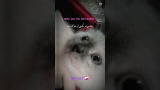 PLEASE COME 🙏🏻 #uswa #nothingimposibleinthisworld #cat #funny n