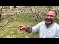 Pruning Trees 101: Everything You Need to Know, with Mario & Marc