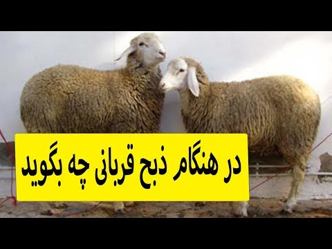 تصویری: قربانی در قربانی شدن