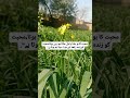 محبت کا ہو جانا یا مل جانا اہم نہیں ہوتا،محبت کو زندہ رکھنا اور عزت دینا اہم ہوتا ہے. #foryou #sad