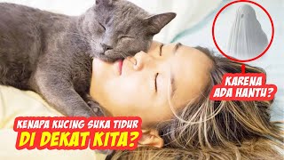 Takut Hantu? Ternyata Ini Alasan Kucing Suka Tidur Didekat Pemiliknya - Kenapa Kucing Tidur di Kasur