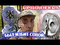 Гнездо совы с птенцами. НАПАДЕНИЕ СОВЫ НА ЧЕЛОВЕКА. Получил раны и сотрясение