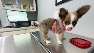 Chihuahua Puppy’s First Vet Visit! screenshot 5