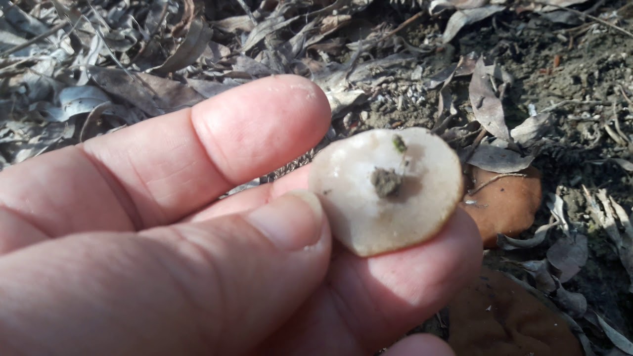 Грибы Краснодарского края и Адыгеи.Дисцина.Собираем грибы в марте