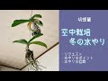 2021年10月29日　【空中栽培】冬の水やり　リクエスト　スプレーのやり方　バケツにドボン