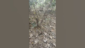 Rescue Python and release in forest by forest team