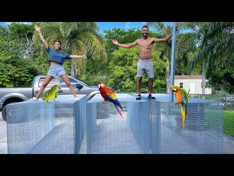 Videó: Csináld magad ketrec egy papagáj számára. Hogyan készítsünk ketrecet egy papagájnak
