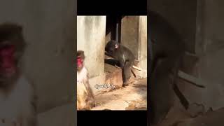 #punch #animals #monkey #punchthemonkey #zoo