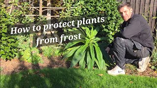 Comment Protéger Les Plantes Du Gel Hivernage De Lechium Pininana Au Royaume-Uni