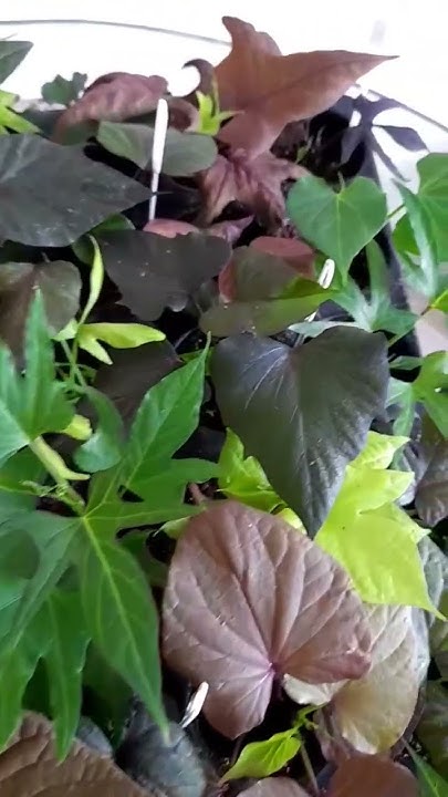 🌺Наша кассетная рассада🌼🌼🌼 - YouTube