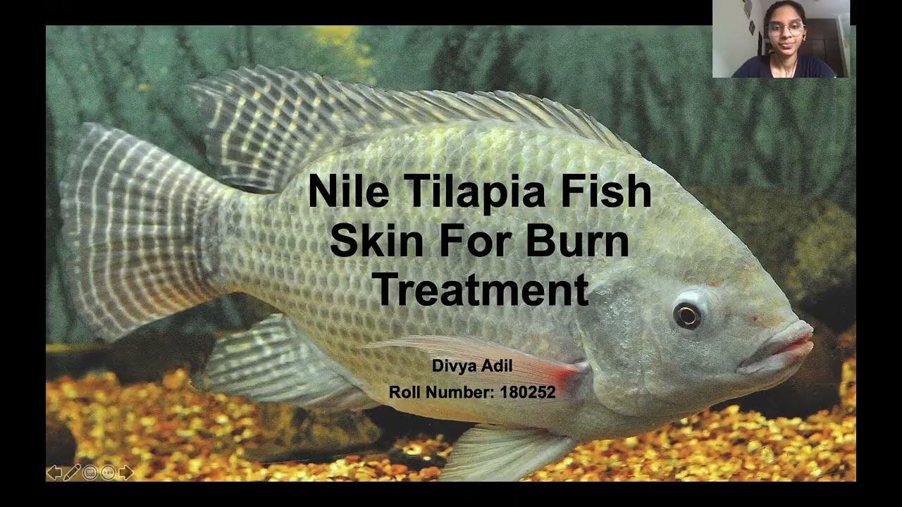 Nile Tilapia Fish Skin for Burn Treatment YouTube