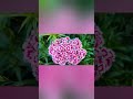 Flower 6 Sweet William The Pinks Meet The Flower With A Royal Touch Vancouver Pink Flowers Flower 6 Sweet William The Pinks Meet The Flower With A Royal Touch Vancouver Pink Flowers