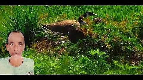 الشيخ حسن يس ... سورة غافر ... تلاوة نادرة