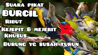 suara pikat burung kecil ribut kejepit dan menjerit..💯%ampuh spesial burung susah turun #mp3pikat