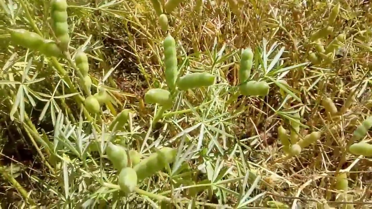 синий люпин растение Lupinus angustifolius
