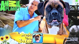 Brock the Boxer: On Animal Planet Halloween Show!!! by Brock the Boxer TV 8,947 views 9 years ago 1 minute, 13 seconds