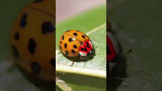 Asian Lady Beetle Vs Lady Bugs