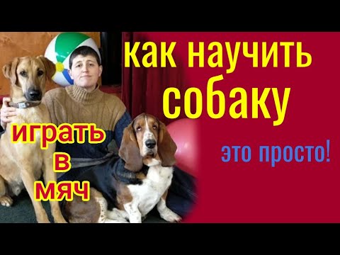 Как научить собаку играть в мяч /How to teach a dog to play ball
