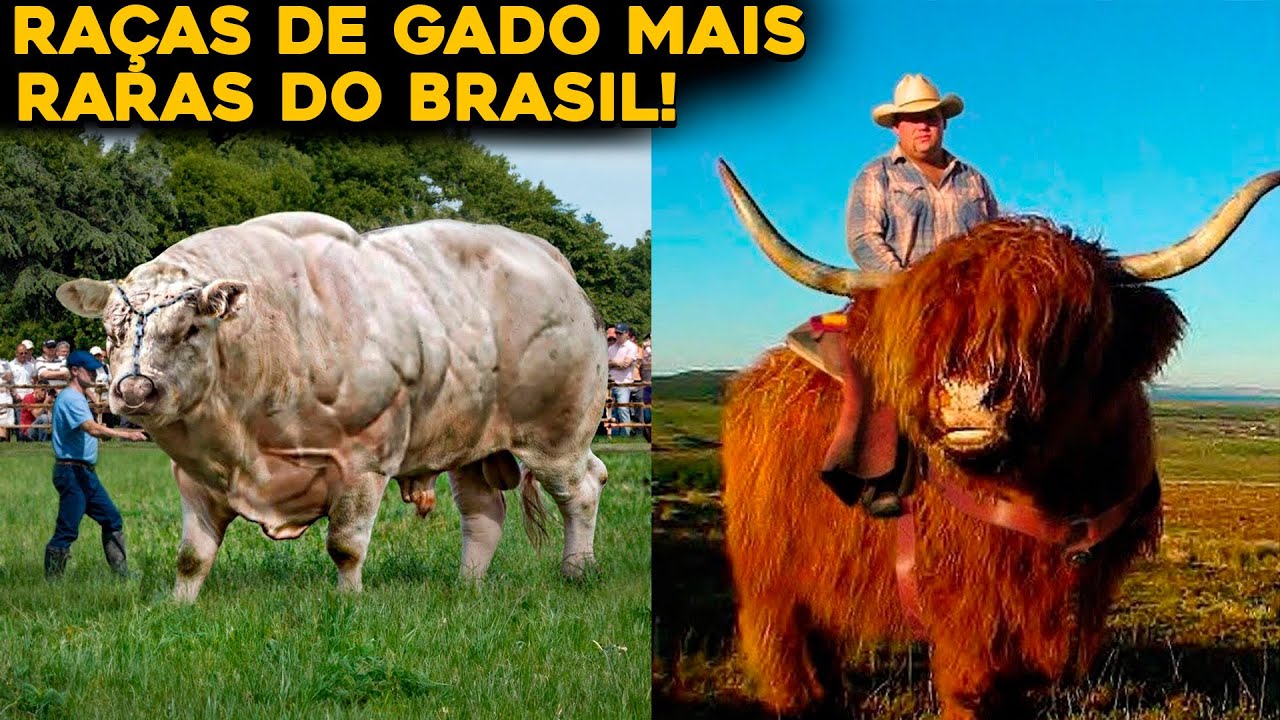 6 RAÇAS DE GADO INCRÍVEIS QUE VOCÊ AINDA NÃO CONHECIA