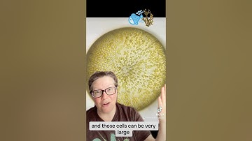 Diatoms: Part 1. What ARE diatoms?