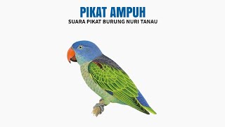 PIKAT AMPUH : Suara Pikat Burung Nuri Tanau (PIALING)