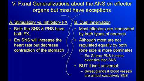 AP2: Chapter 16- Autonomic Nervous System Part 3