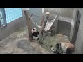 【シャンシャン可愛い動画まとめ】シャンシャン元気だね〜💕ママはお休みモード♥Baby panda is energetic while mama panda asleeps.