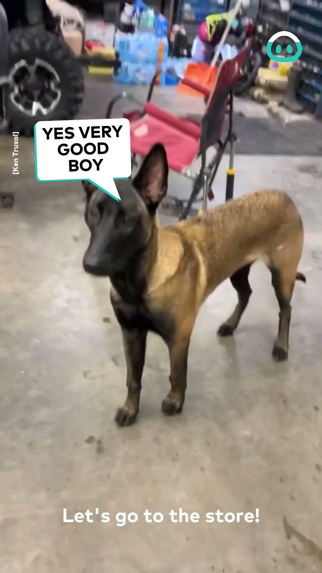 8-month-old Pup is Strong Willed || ViralHog