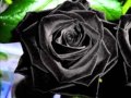 Black rose