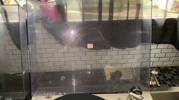 Technics SL-D2 Direct Drive Turntable