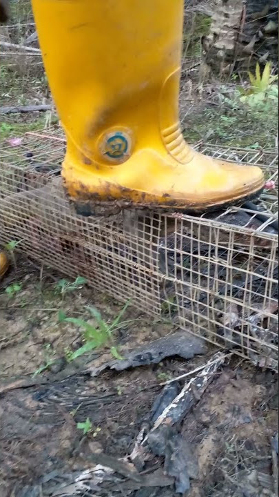 seram bunyi biawak masok perangkap
