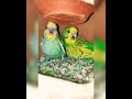 Baby Budgie (parakeet) screaming for first time