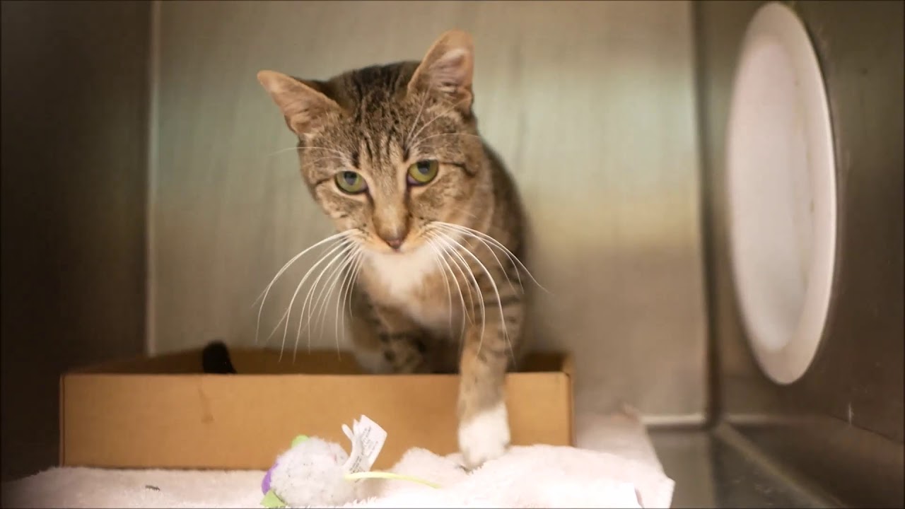 adopt cats long island Bobby 54002 & his catnip mouse/NYCACC