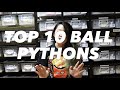 TOP 10 2021 Arcandrez Ball Pythons