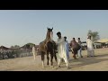 Parvaiz Horse Dancing Program at Beli Dilawar District pakptan #horsetrack