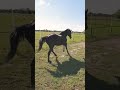 🖤🐎 Horse. Кінь, спортивний кінь