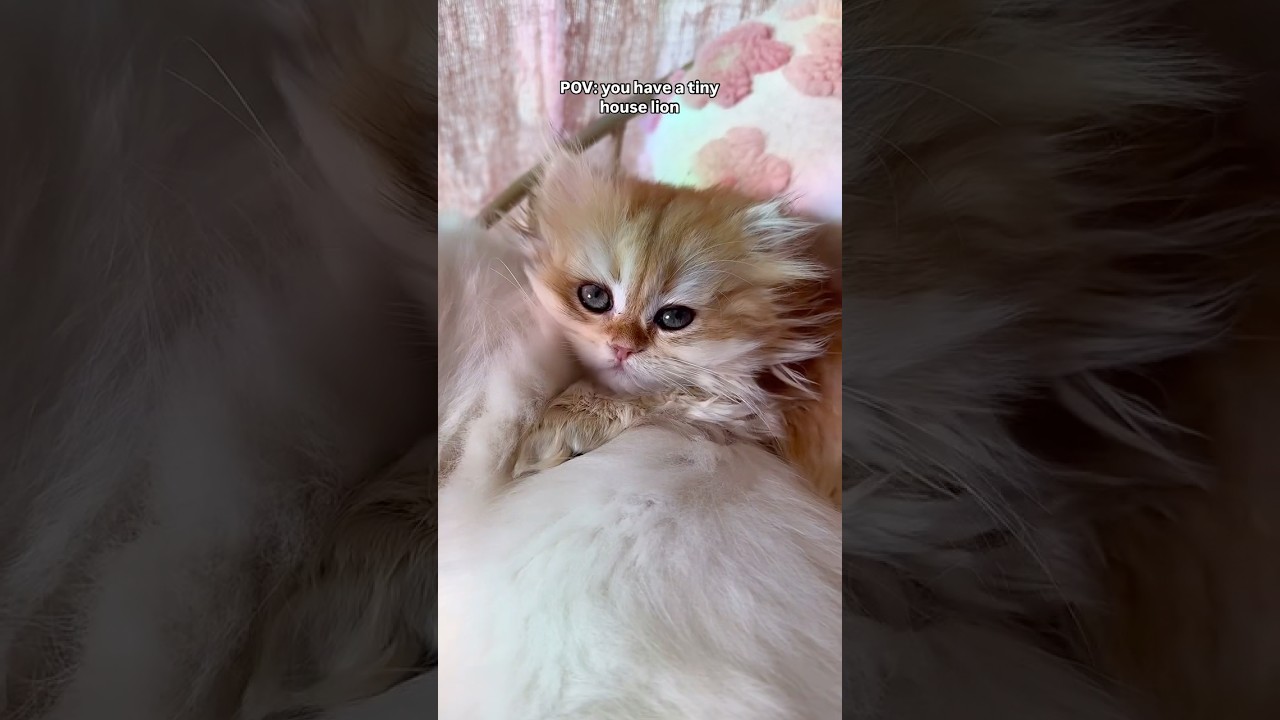 POV: you have a tiny house lion 🦁 😺 #britishlonghaircat #adorable #supercute