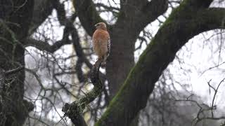 Red Shouldered Hawk in the rain..