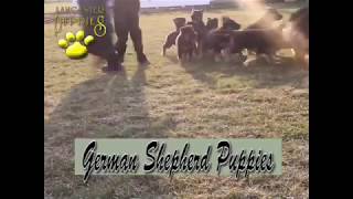German Shepherd Puppies