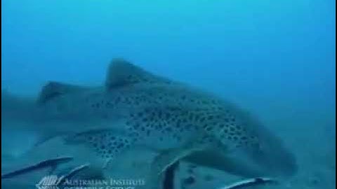 videoplayback   2025 09 14T085027 502