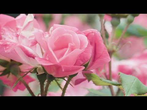 Video: Roses In Spring: Removing Shelter, Pruning