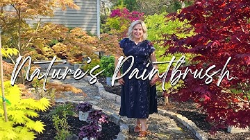 Tour of Our Japanese Maple Collection. The Tree that Transforms ANY Garden!