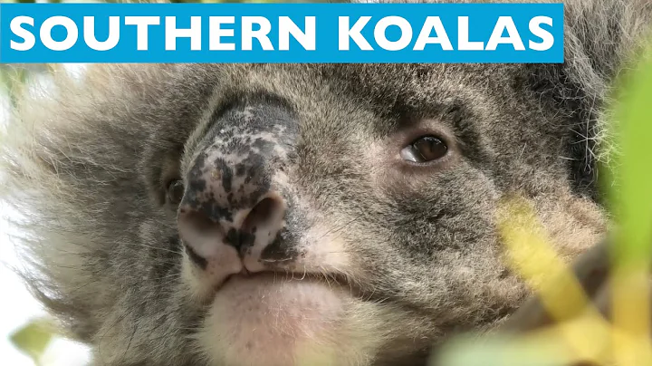 Southern Koalas - Mikkira Station & Great Otway National Park