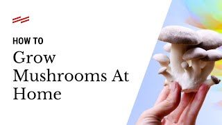 How To Grow Mushrooms At Home